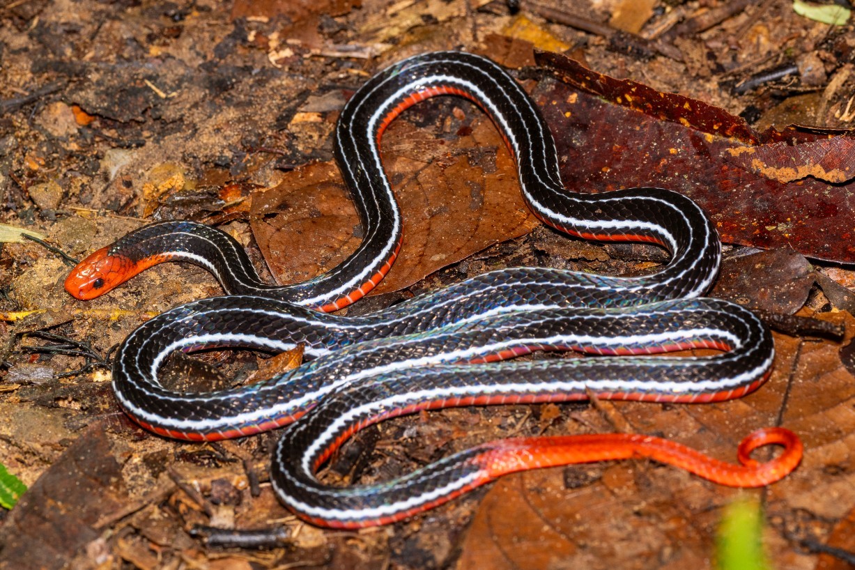Calliophis bivirgatus, Mount Singai