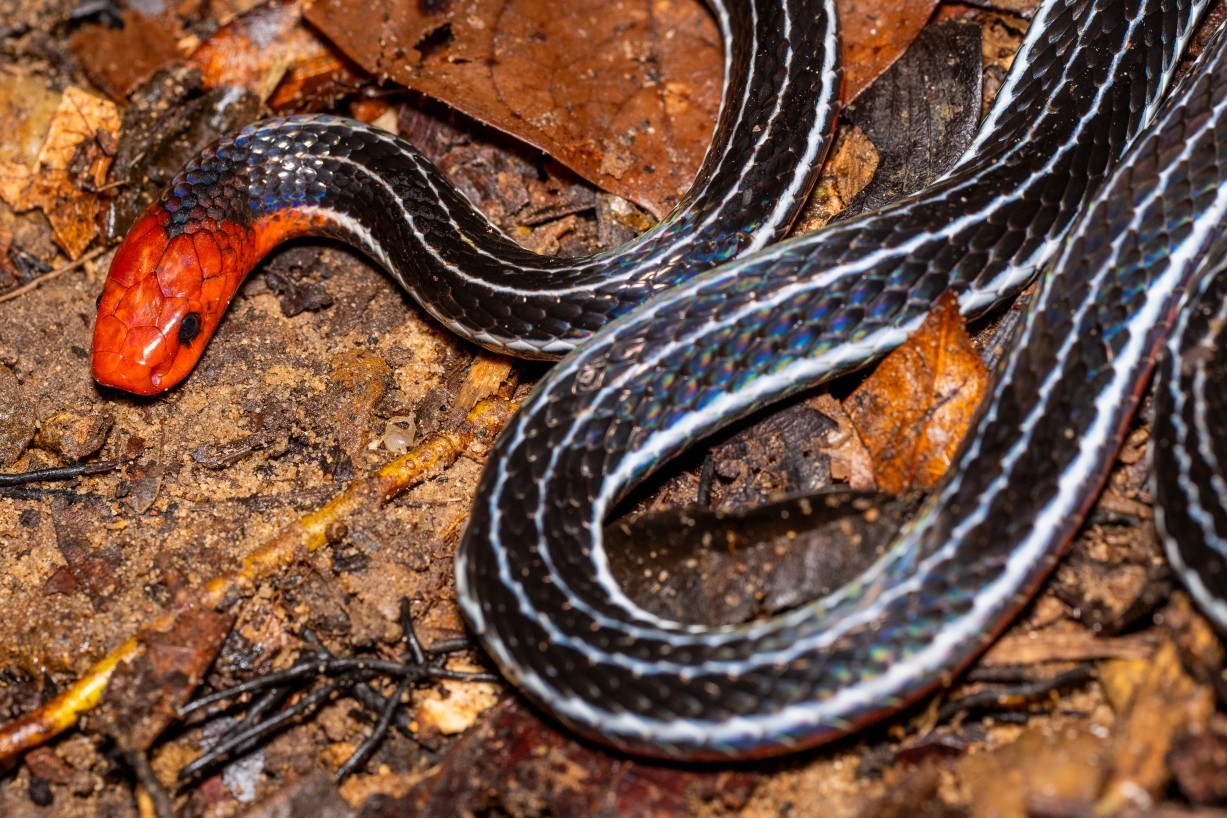 Calliophis bivirgatus, Mount Singai