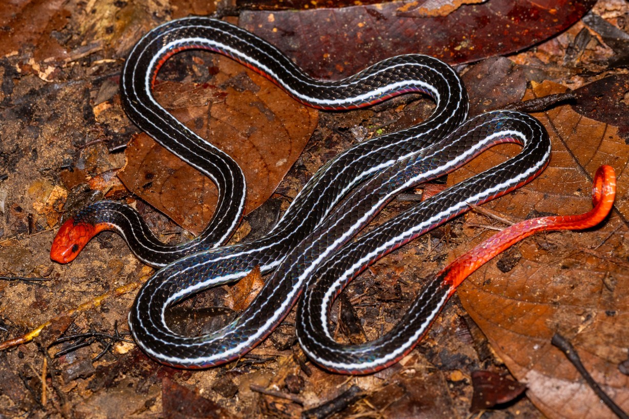 Calliophis bivirgatus, Mount Singai
