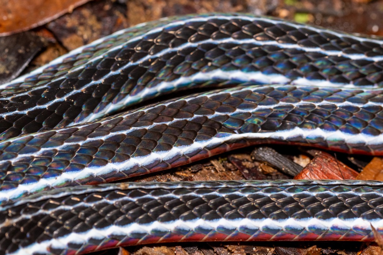 Calliophis bivirgatus, Mount Singai