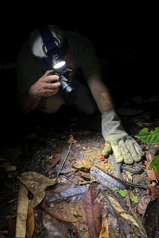 Calliophis bivirgatus, Mount Singai