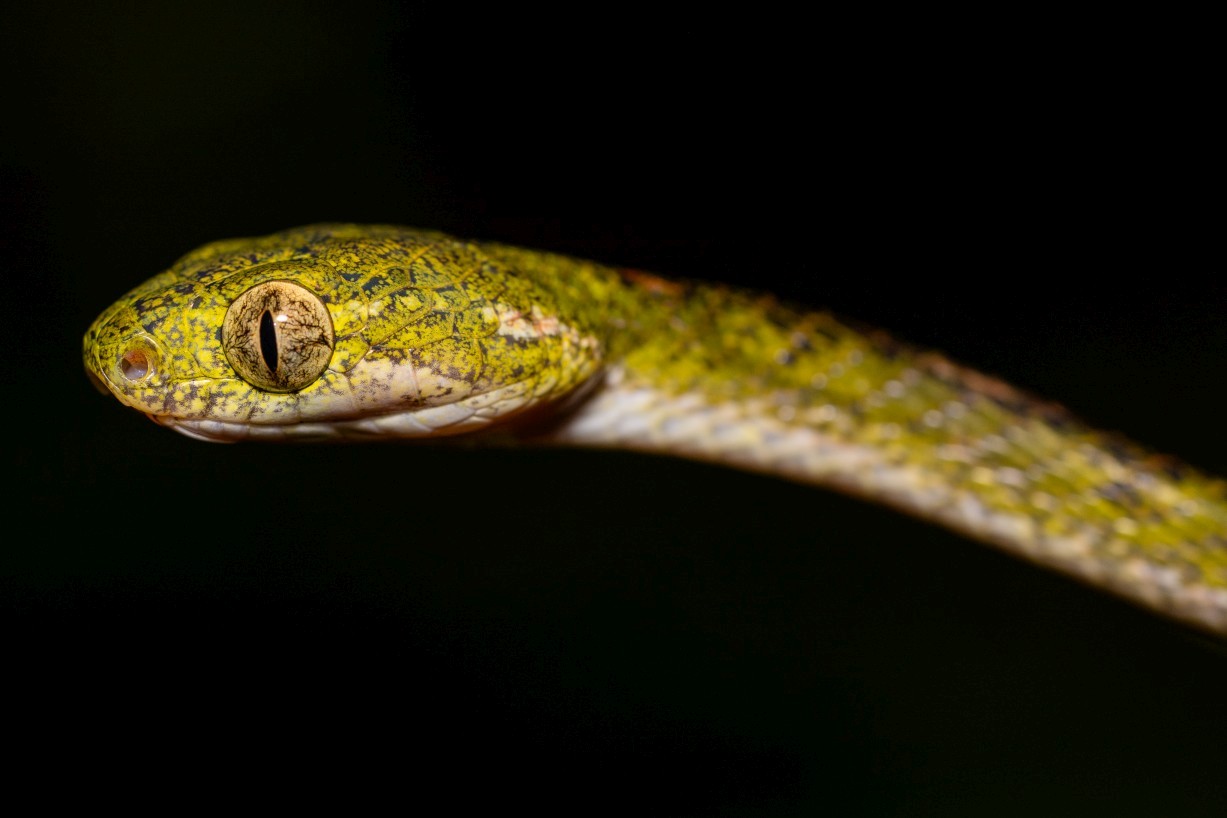Boiga drapiezii, Mount Singai