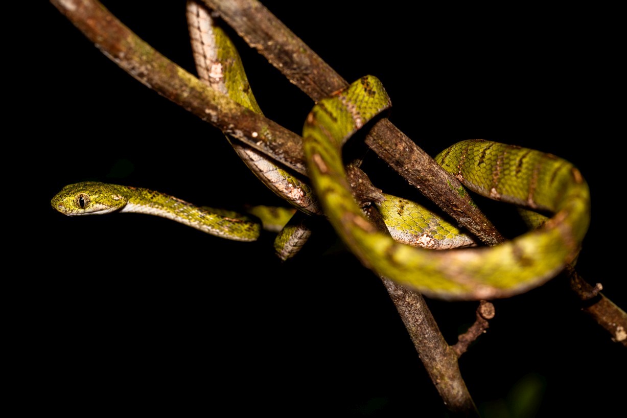 Boiga drapiezii, Mount Singai