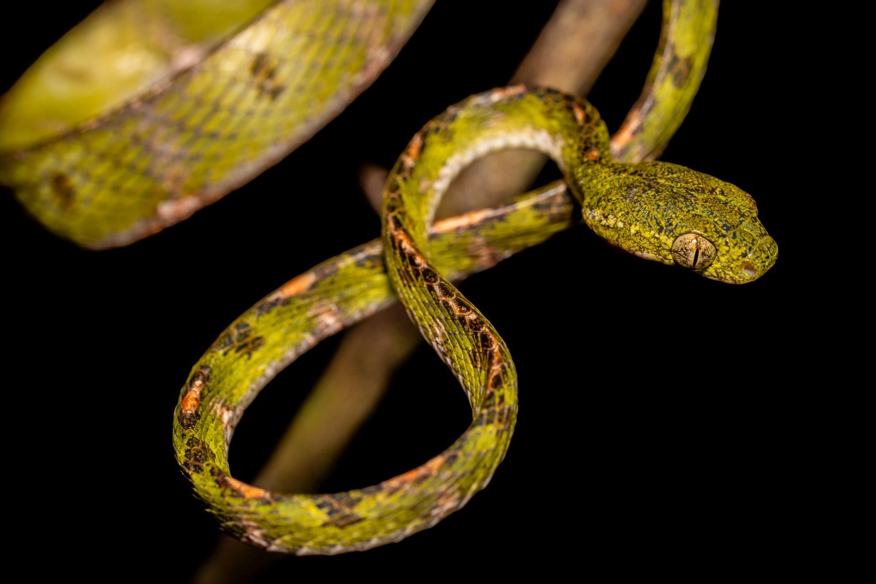 Boiga drapiezii, Mount Singai