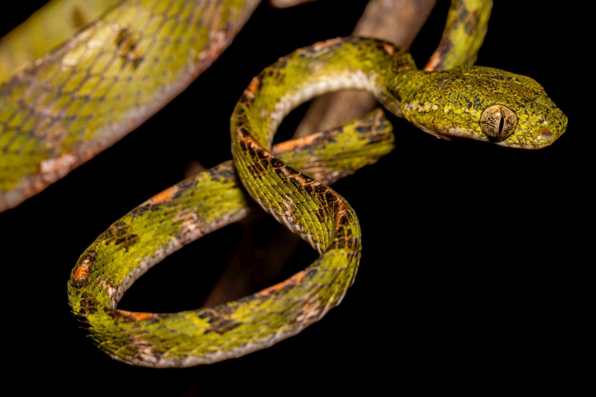 Boiga drapiezii, Mount Singai