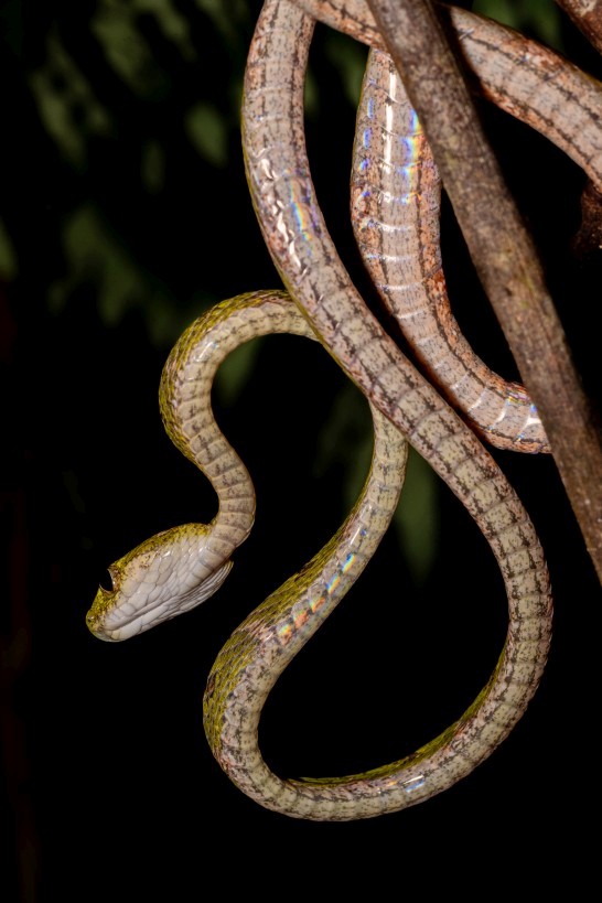 Boiga drapiezii, Mount Singai