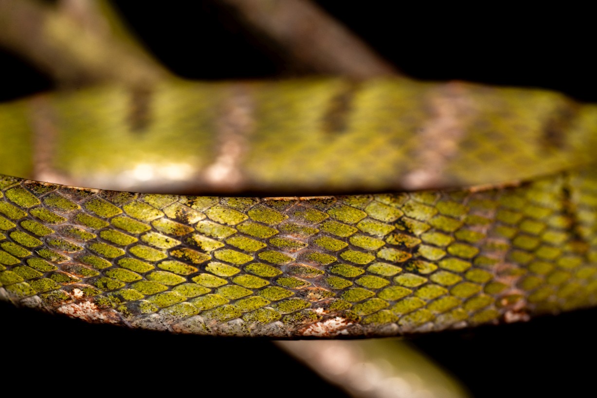 Boiga drapiezii, Mount Singai