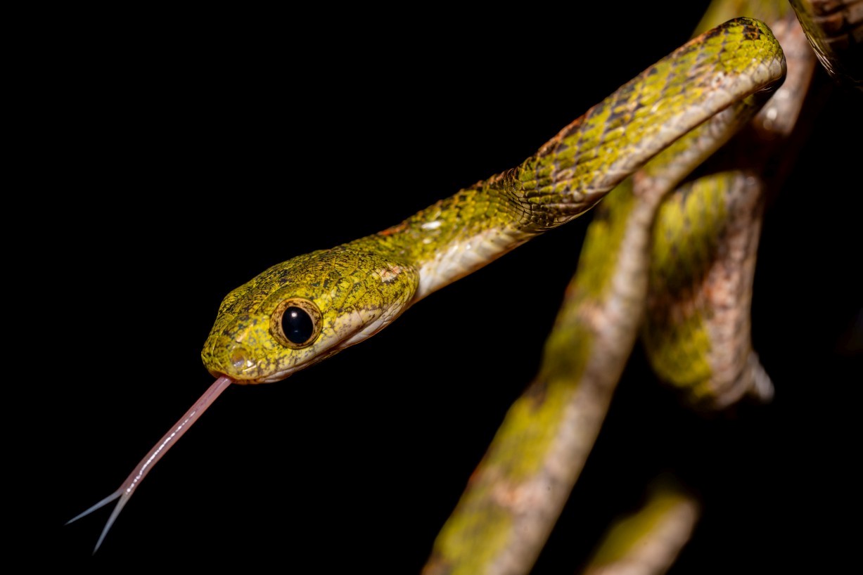 Boiga drapiezii, Mount Singai