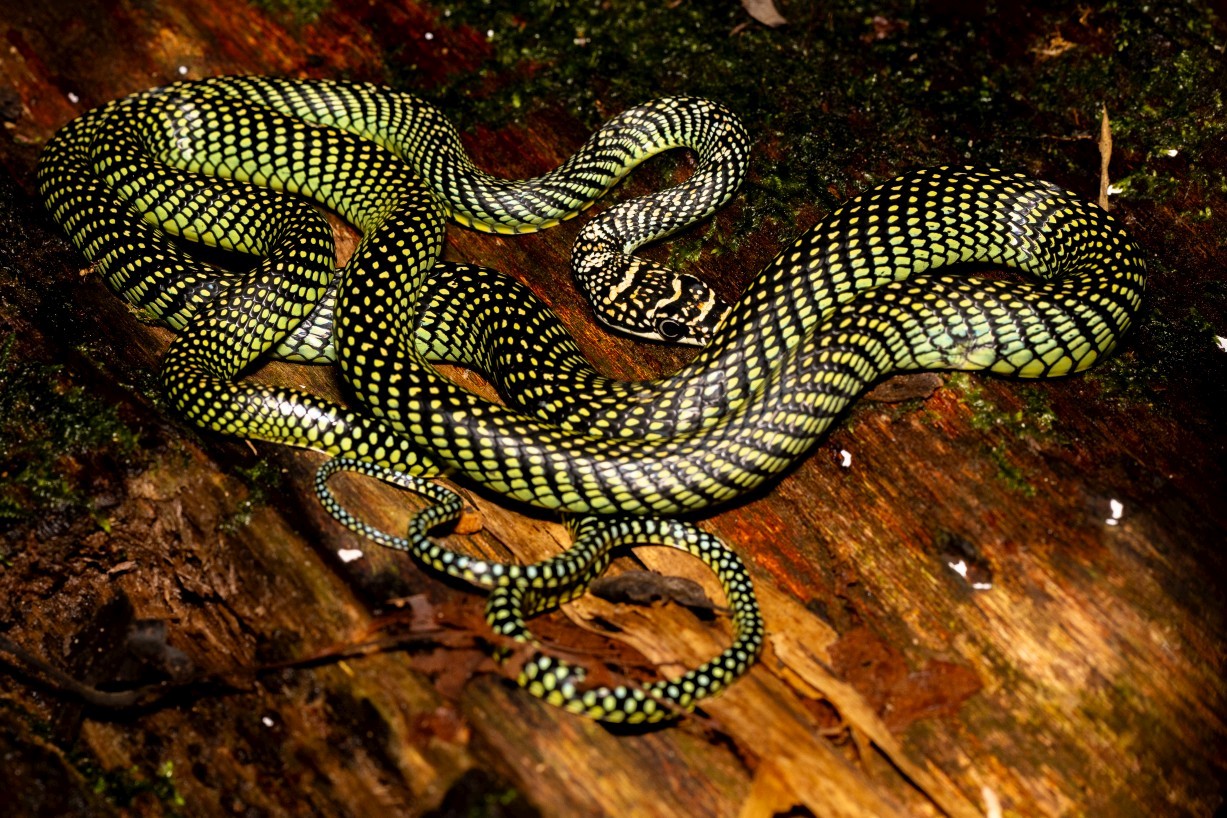 Chrysopelea paradisi, Mount Singai