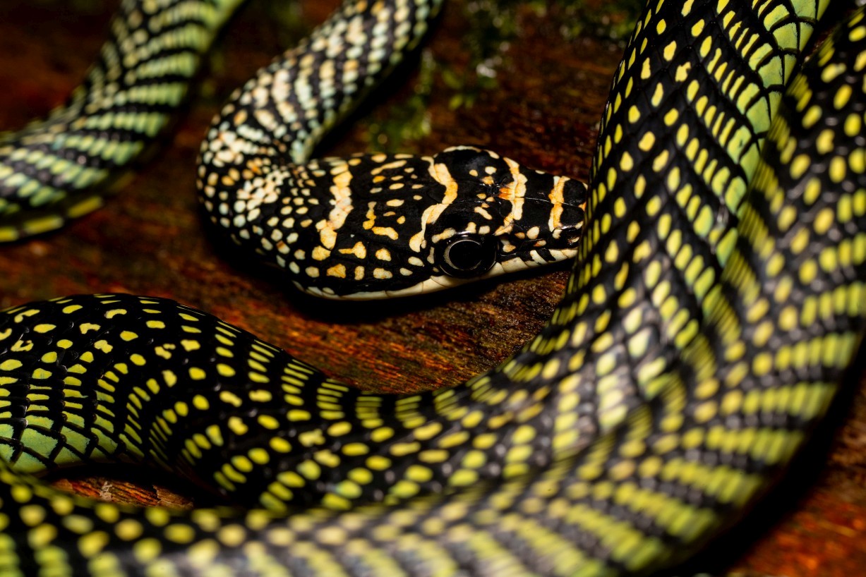 Chrysopelea paradisi, Mount Singai