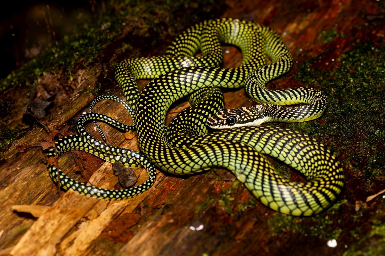 Chrysopelea paradisi, Mount Singai