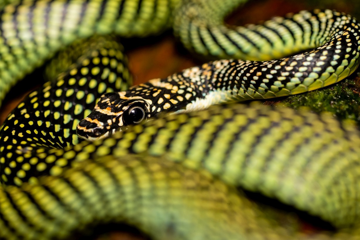 Chrysopelea paradisi, Mount Singai