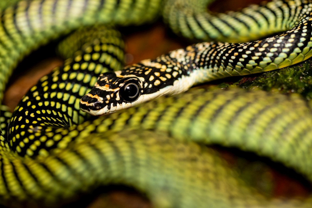 Chrysopelea paradisi, Mount Singai