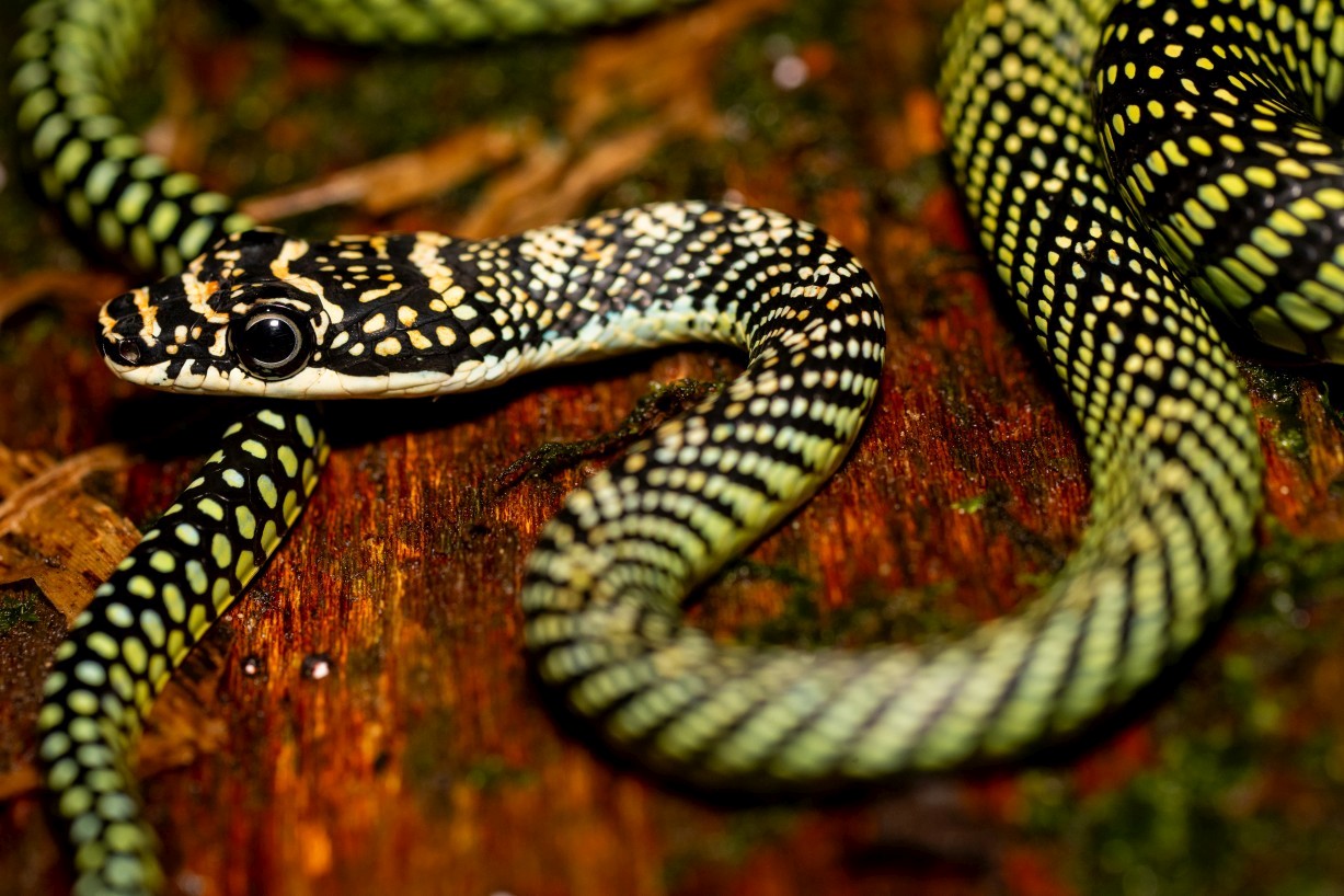 Chrysopelea paradisi, Mount Singai
