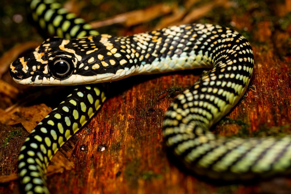 Chrysopelea paradisi, Mount Singai
