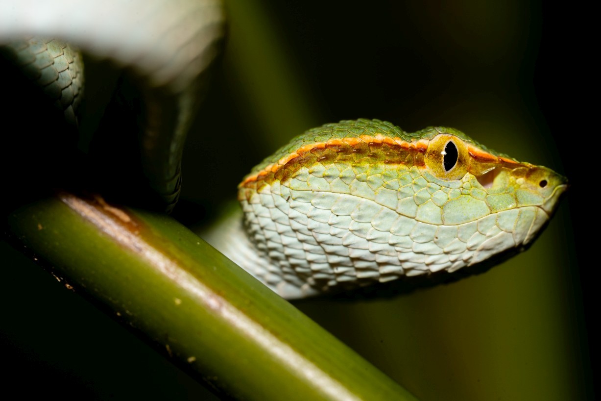 Tropidolaemus subannulatus, Mount Singai