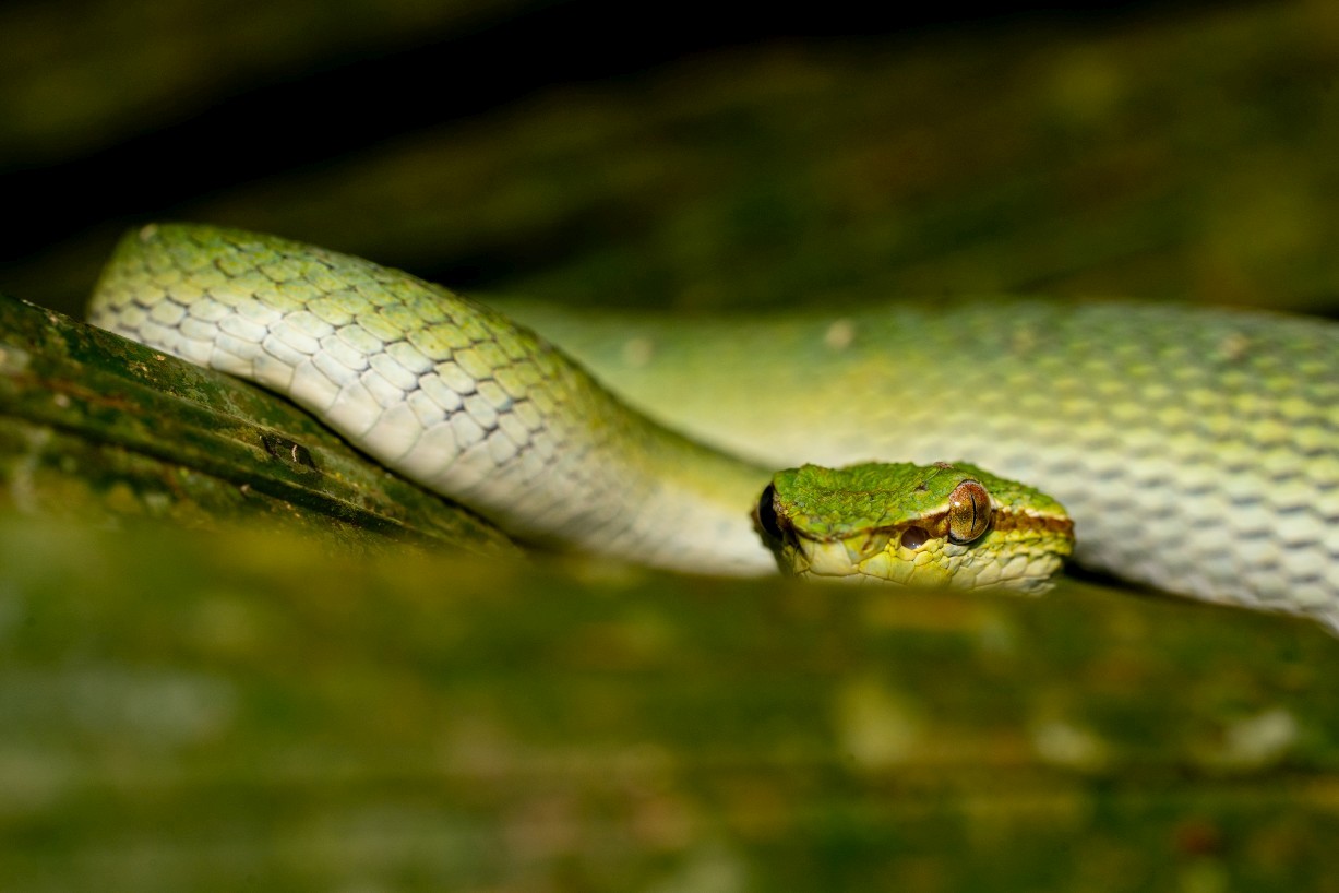 Tropidolaemus subannulatus, Mount Singai