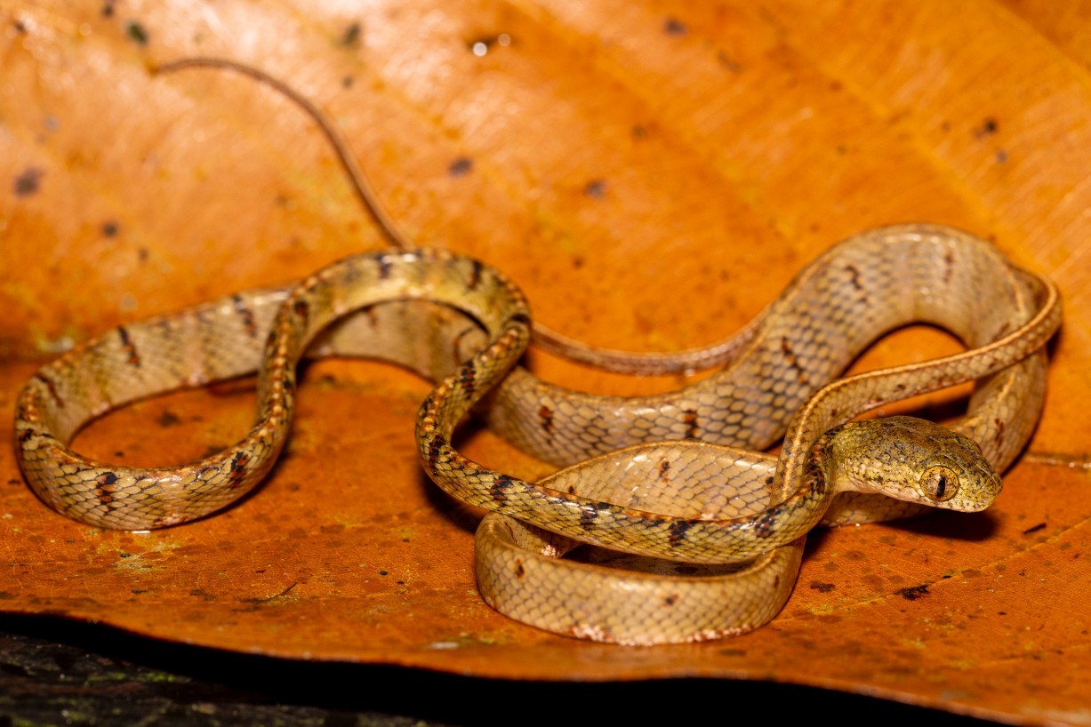 Boiga drapiezii, Mount Singai