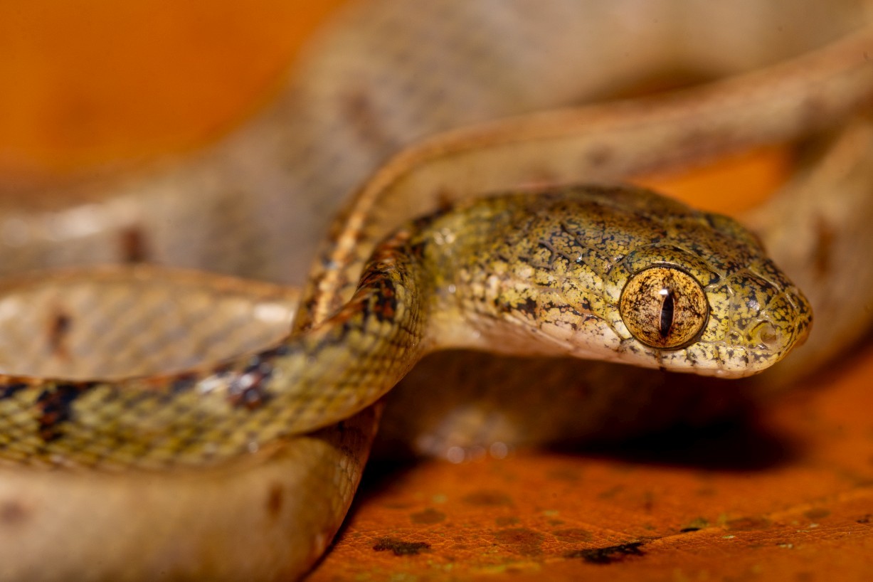 Boiga drapiezii, Mount Singai