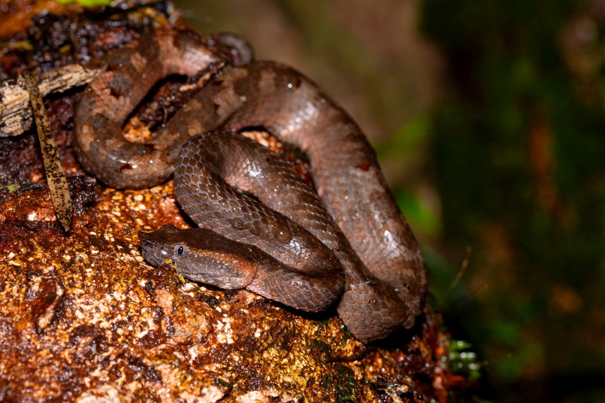 Craspedocephalus borneensis, Mount Singai