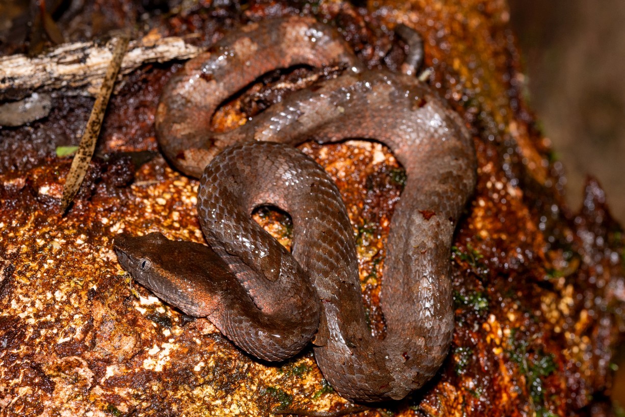 Craspedocephalus borneensis, Mount Singai