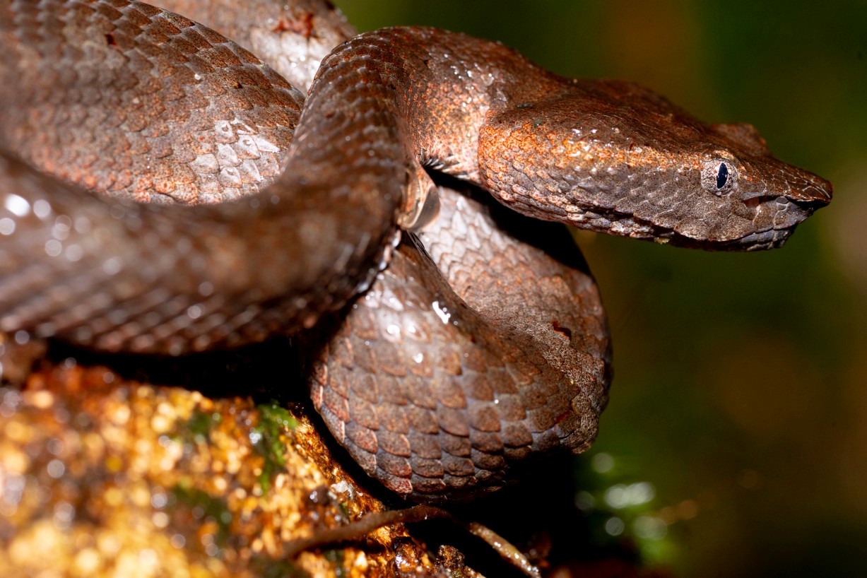Craspedocephalus borneensis, Mount Singai