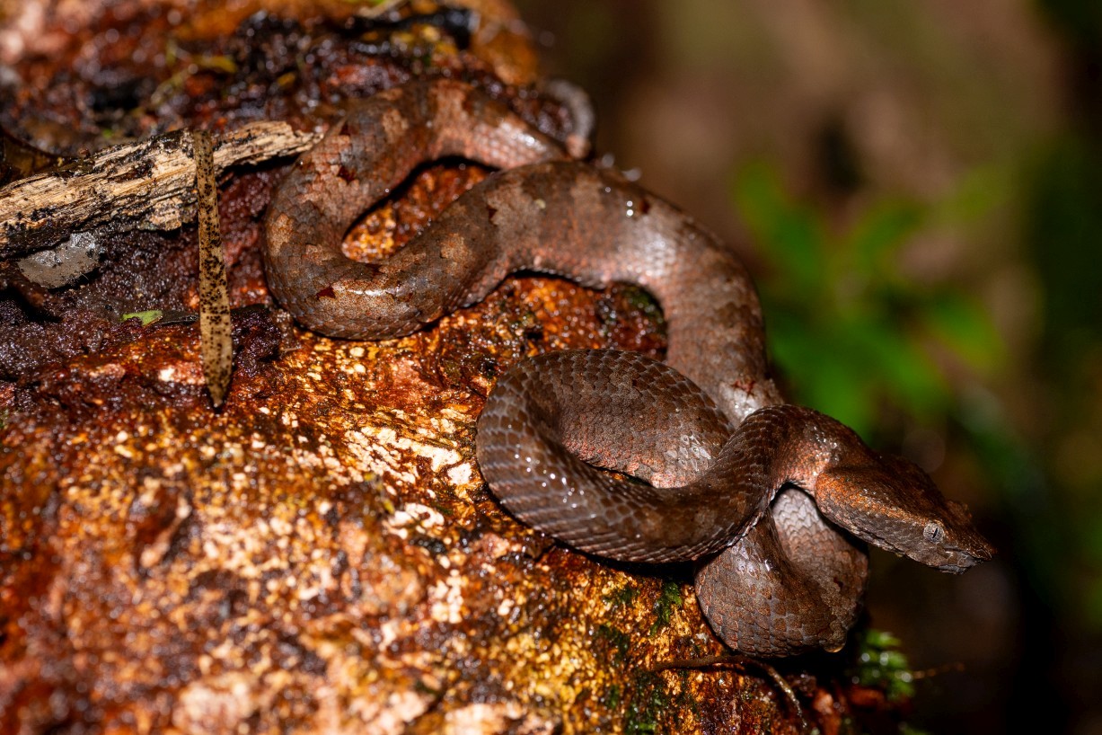 Craspedocephalus borneensis, Mount Singai