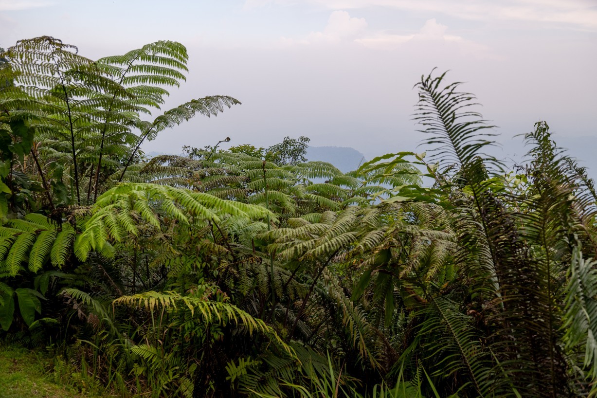 Borneo Highlands