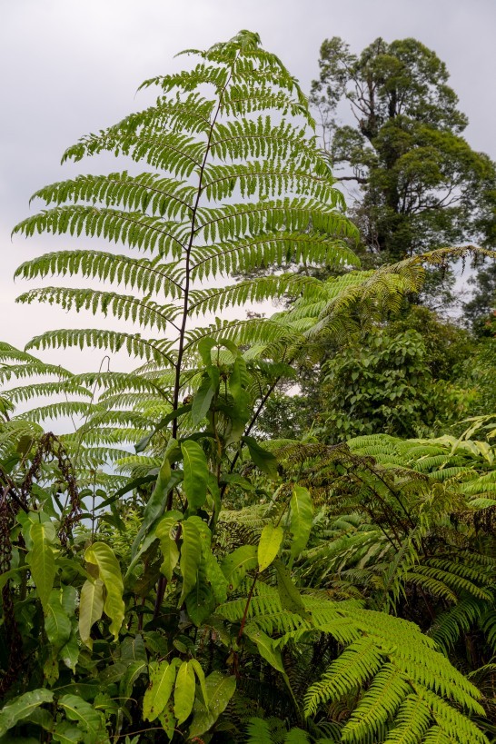 Borneo Highlands