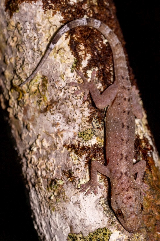 Gekko monarchus, Borneo Highlands