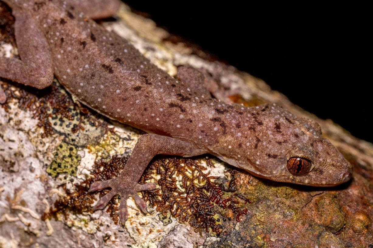 Gekko monarchus, Borneo Highlands