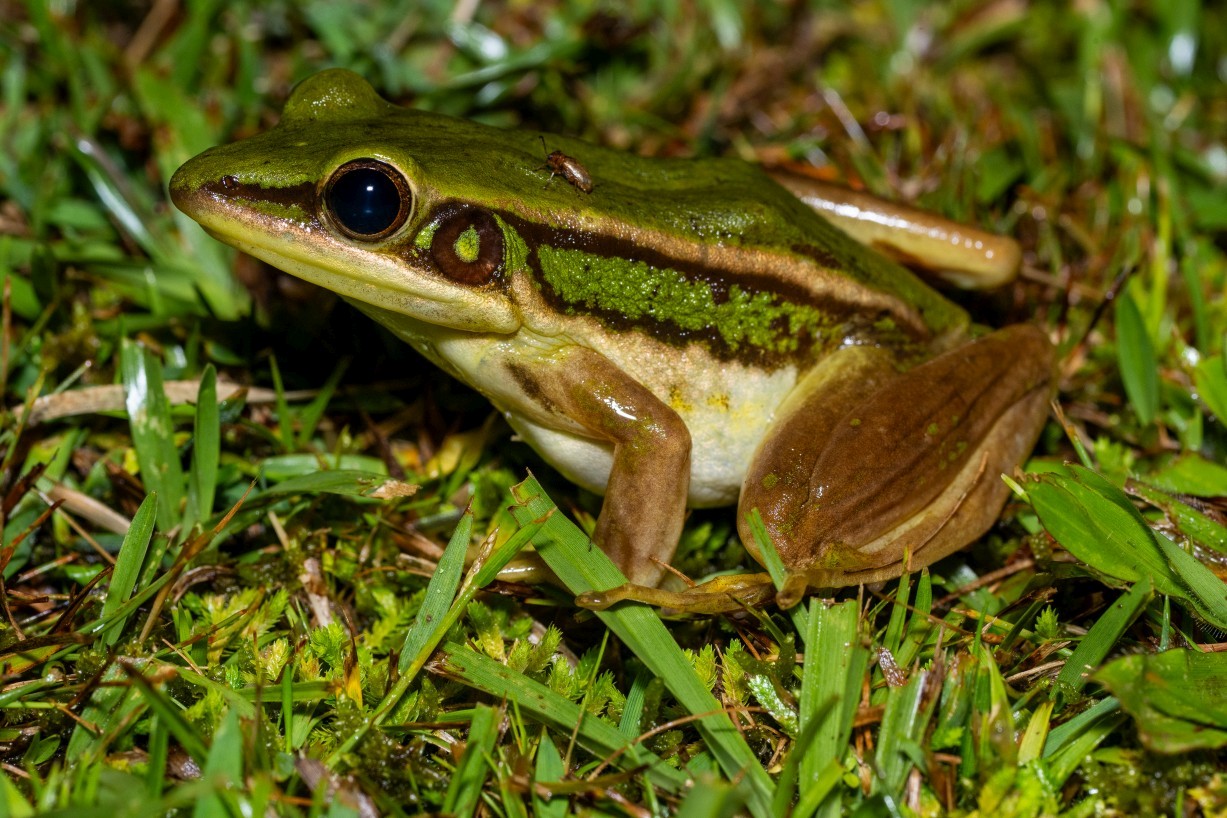 Hylarana erythraea, Borneo Highlands