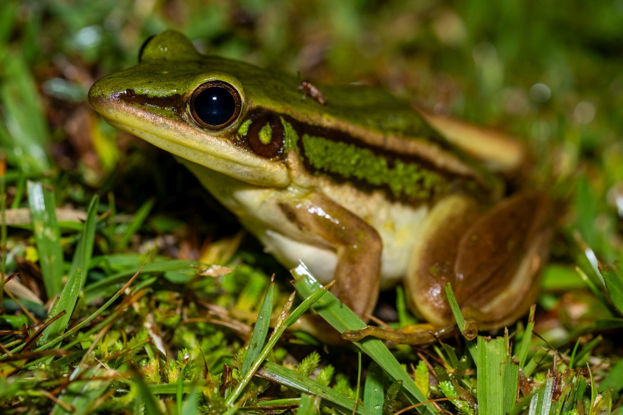 Hylarana erythraea, Borneo Highlands