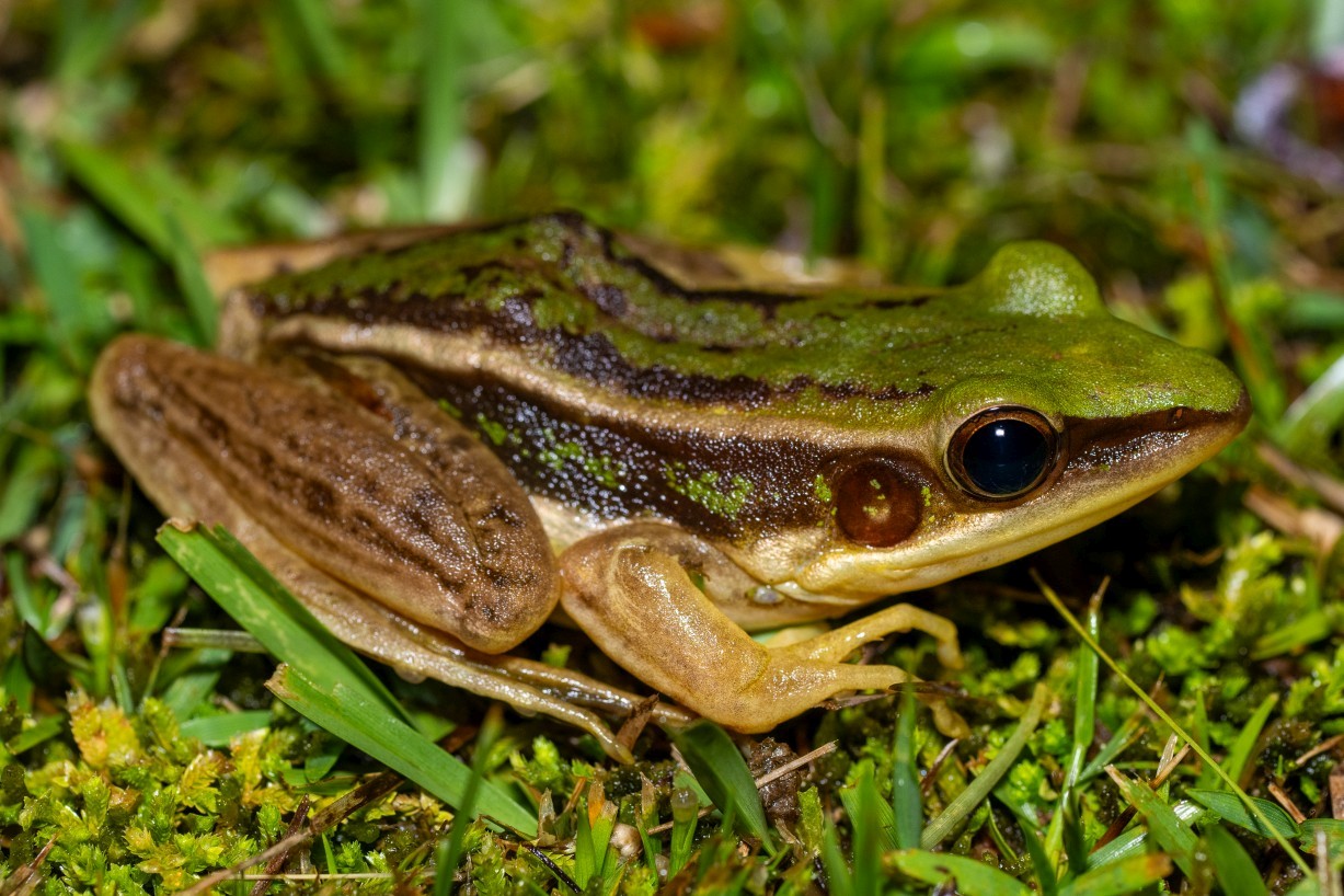 Hylarana erythraea, Borneo Highlands