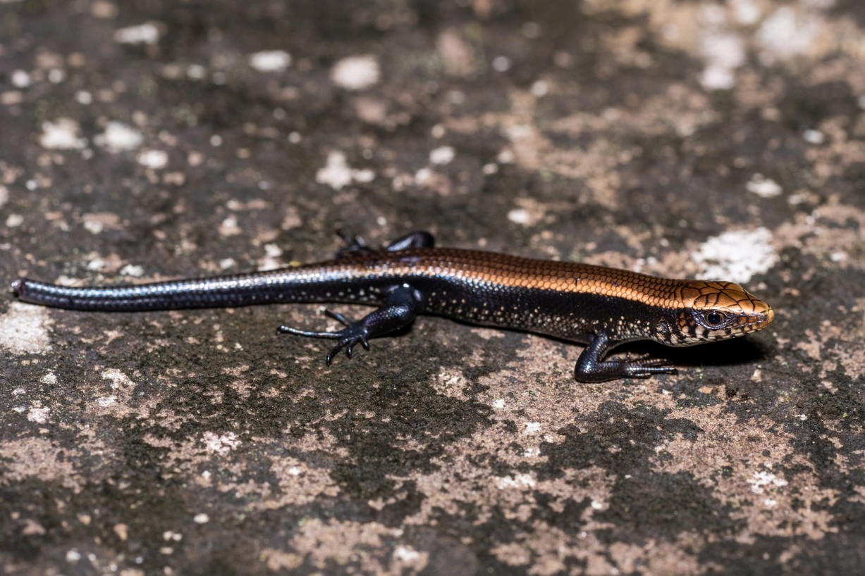 Eutropis multifasciata, Borneo Highlands