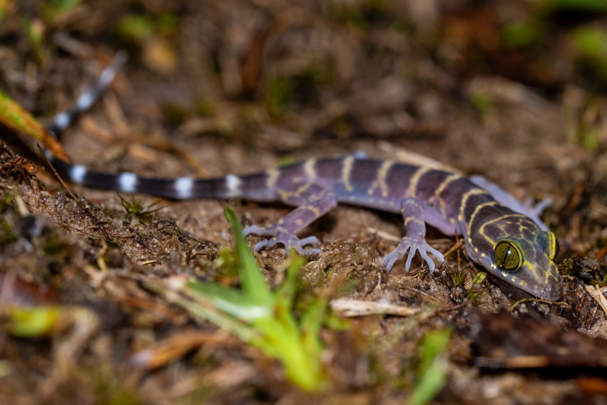 Cyrtodactylus consobrinus, Borneo Highlands