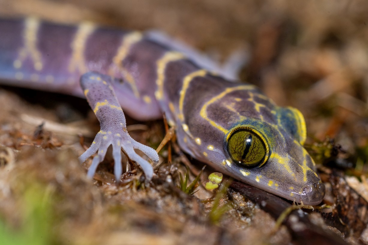 Cyrtodactylus consobrinus, Borneo Highlands