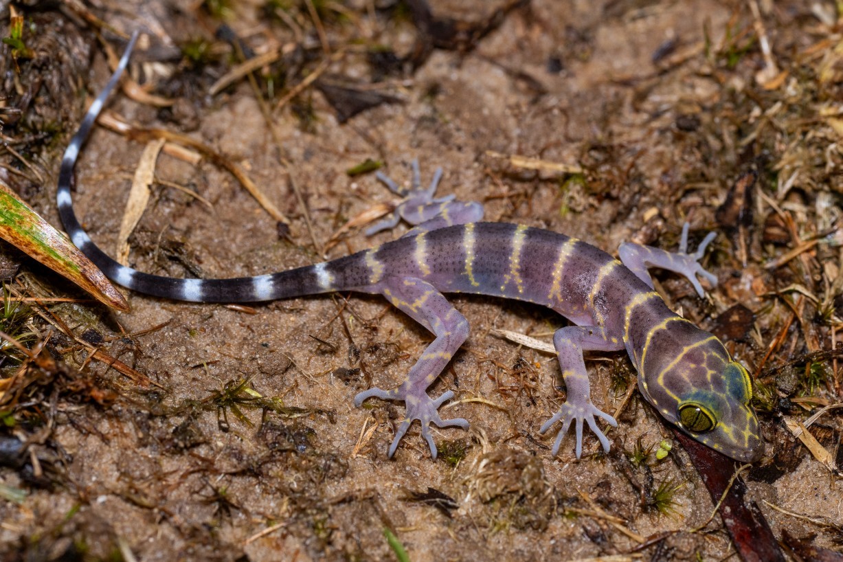 Cyrtodactylus consobrinus, Borneo Highlands