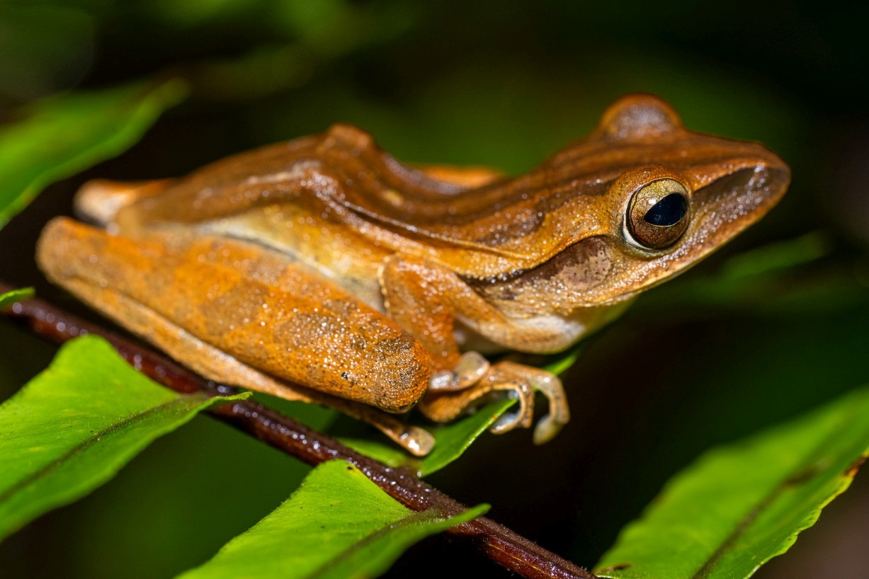 Polypedates leucomystax, Borneo Highlands