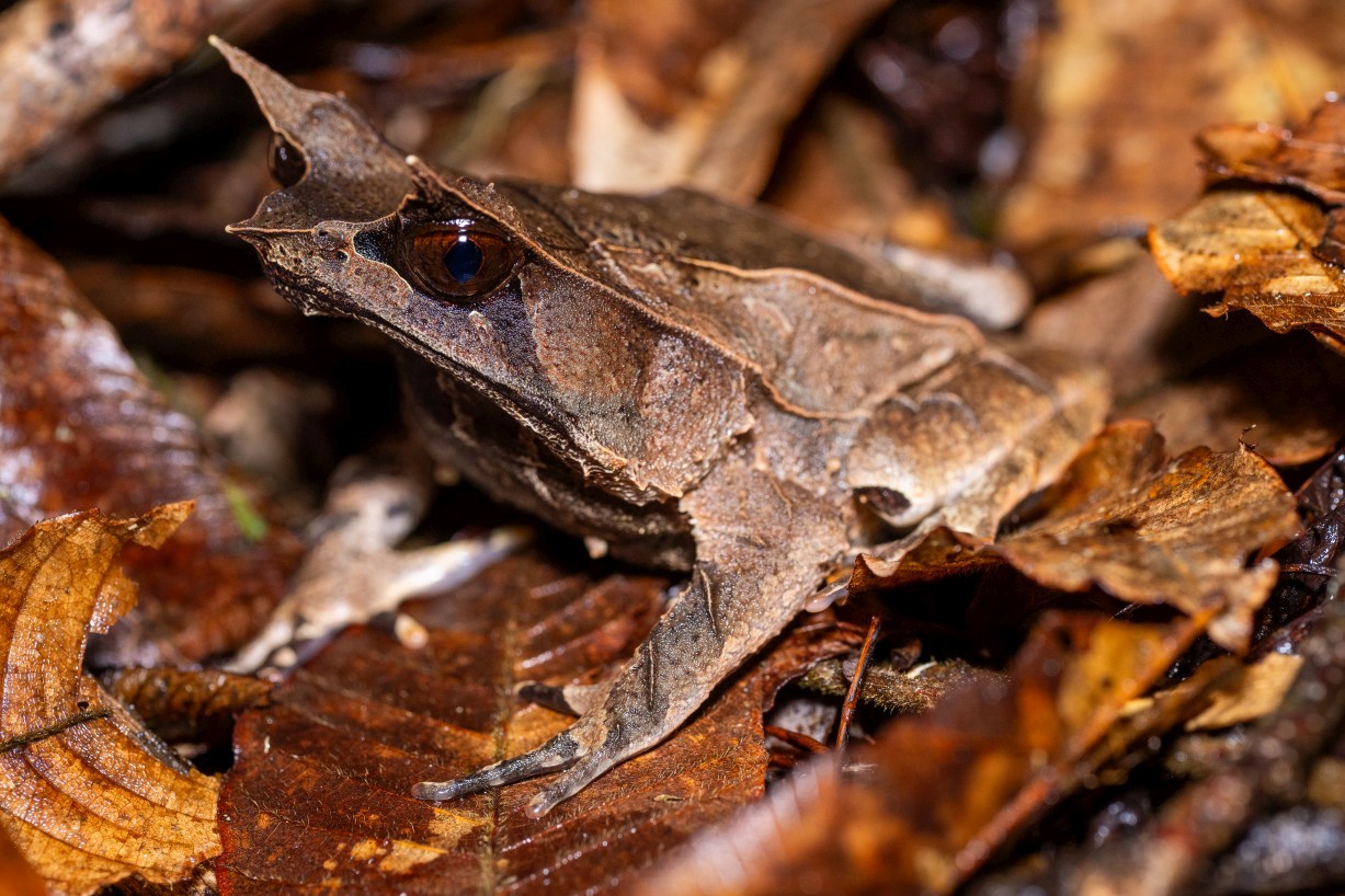 Pelobatrachus nasutus, Borneo Highlands