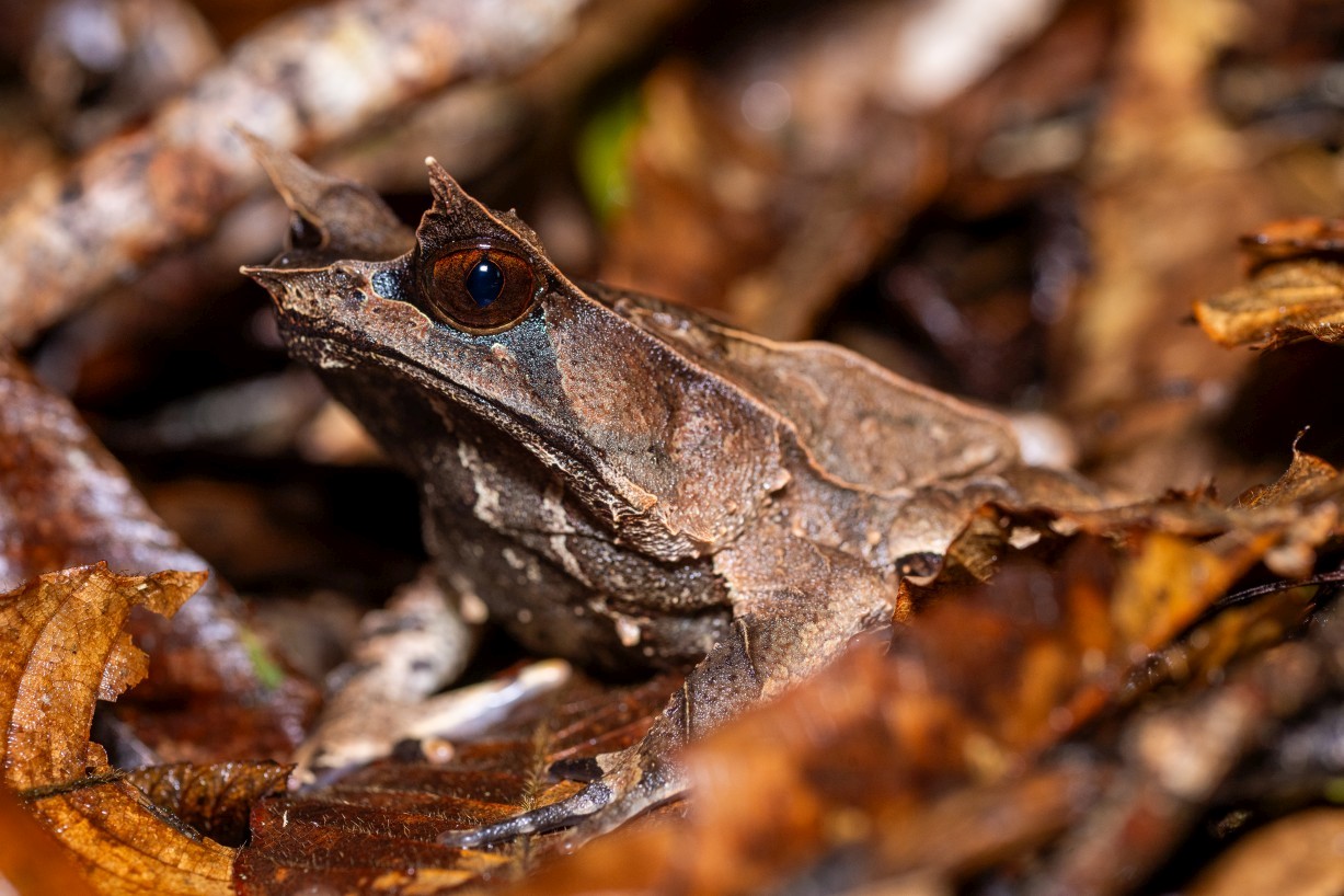 Pelobatrachus nasutus, Borneo Highlands