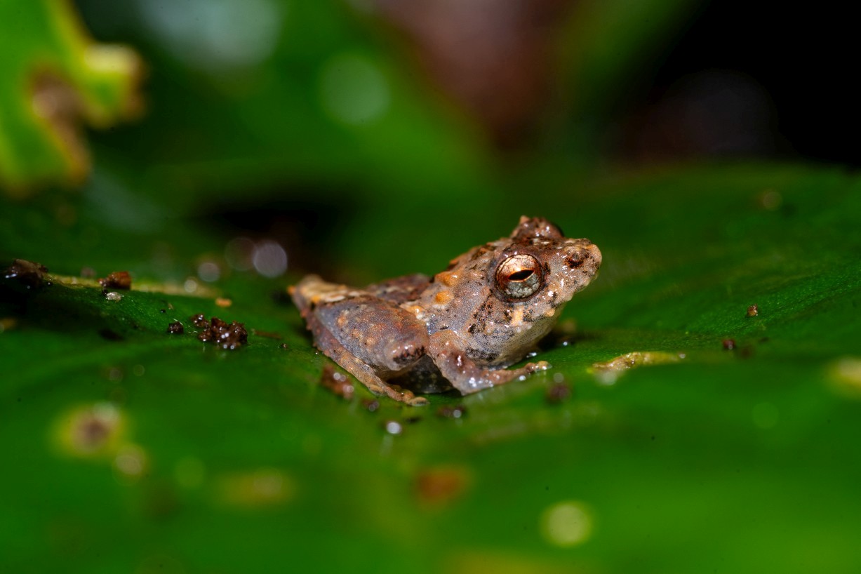 Philautus sp., Borneo Highlands