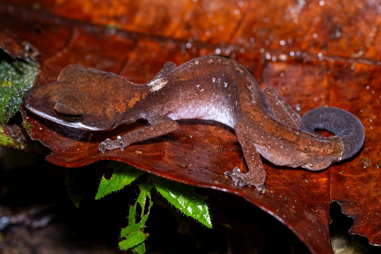 Aeluroscalabotes felinus, Borneo Highlands
