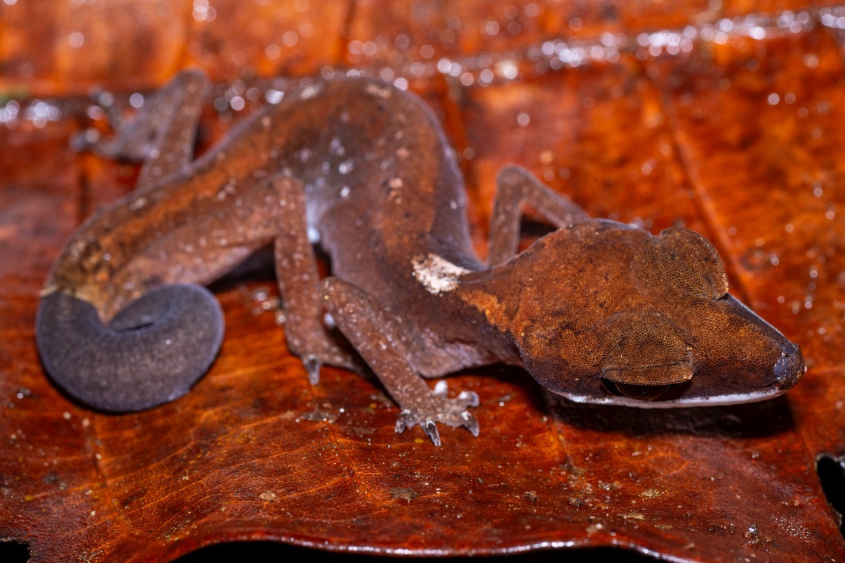 Aeluroscalabotes felinus, Borneo Highlands