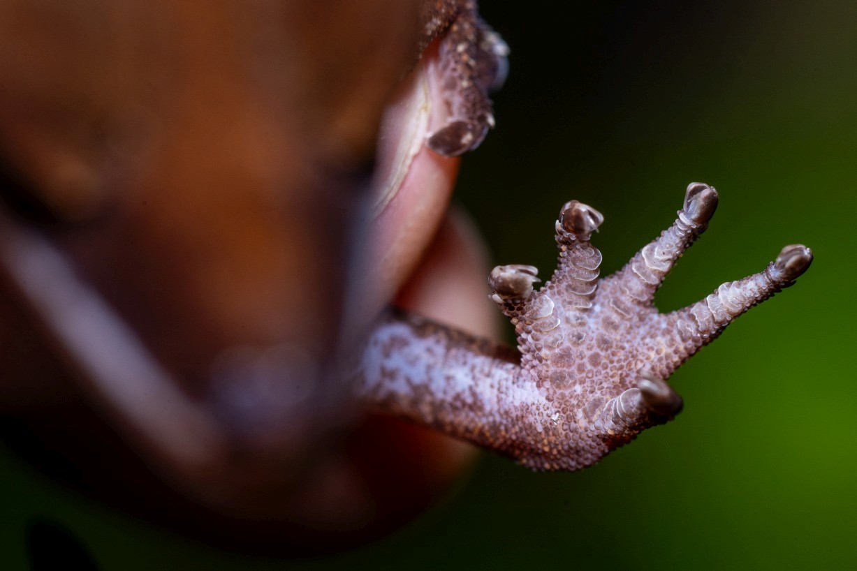 Aeluroscalabotes felinus, Borneo Highlands
