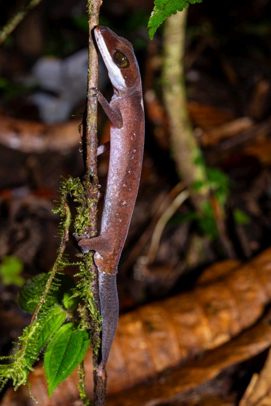 Aeluroscalabotes felinus, Borneo Highlands