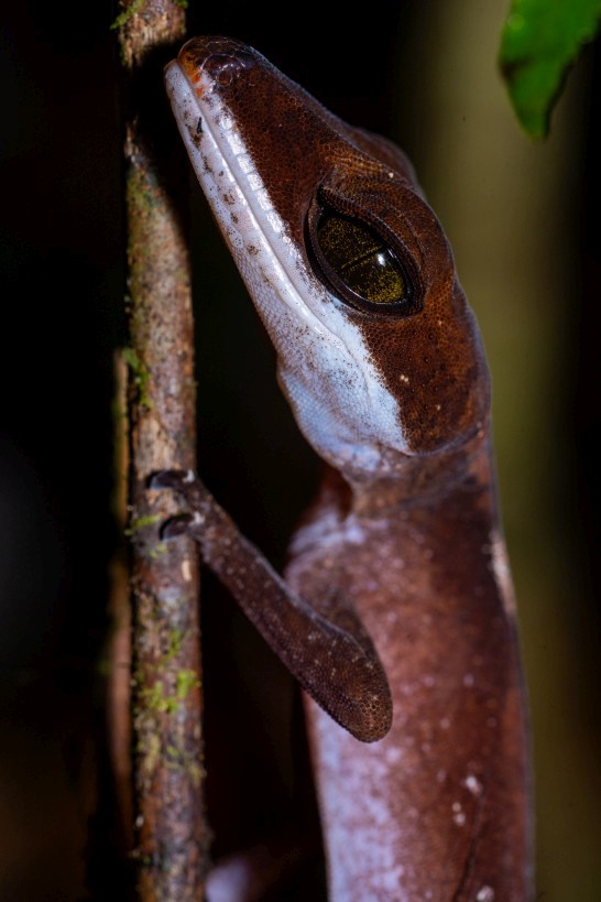 Aeluroscalabotes felinus, Borneo Highlands