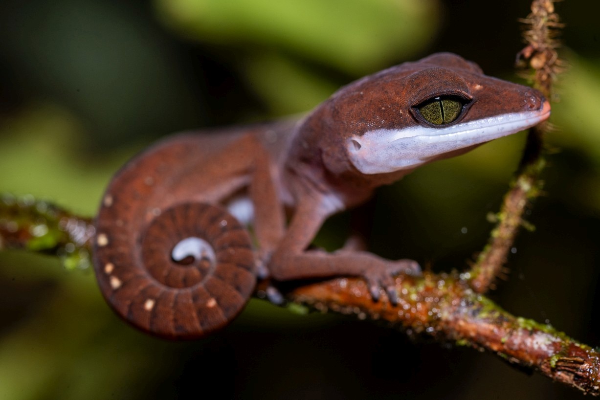 Aeluroscalabotes felinus, Borneo Highlands