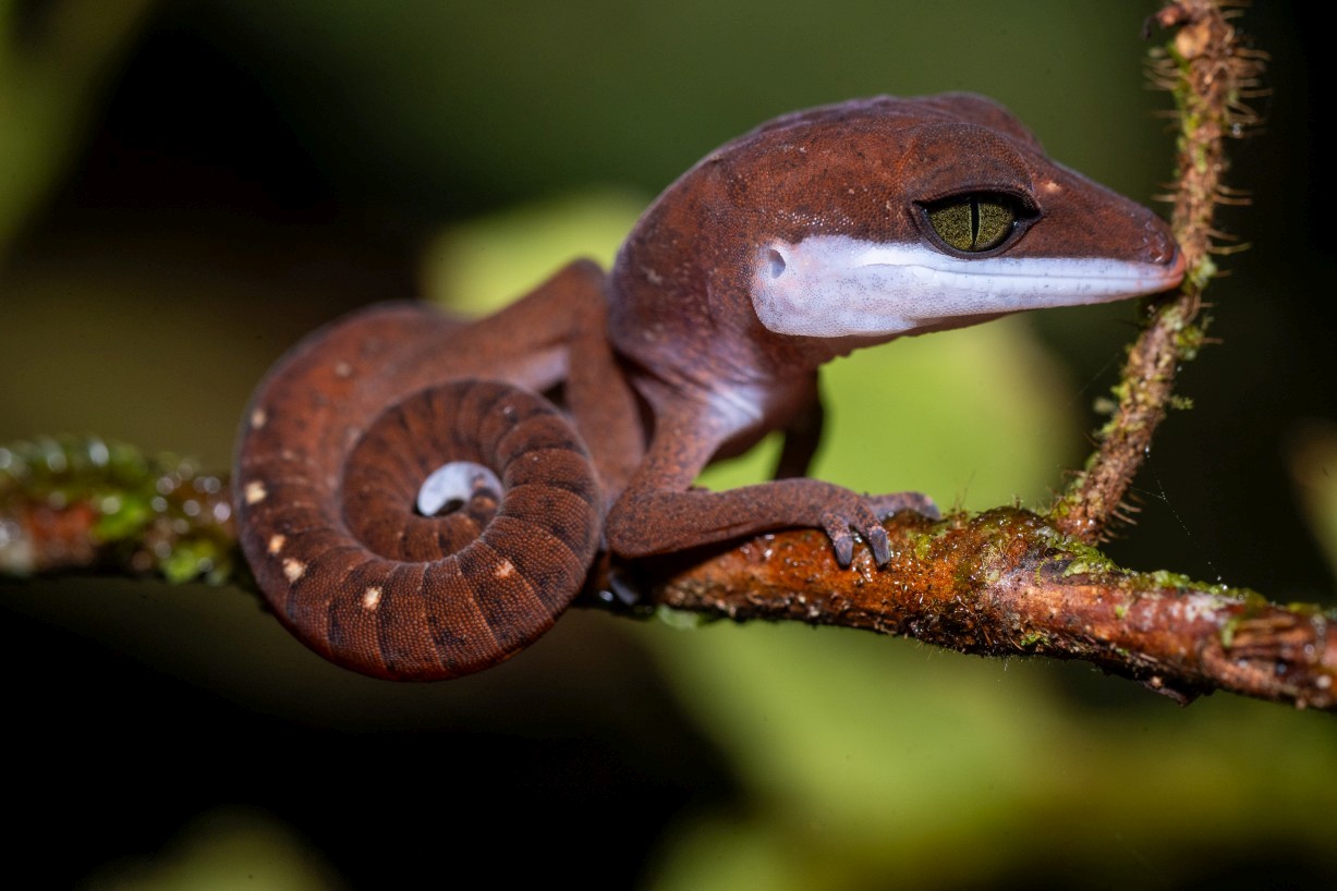 Aeluroscalabotes felinus, Borneo Highlands