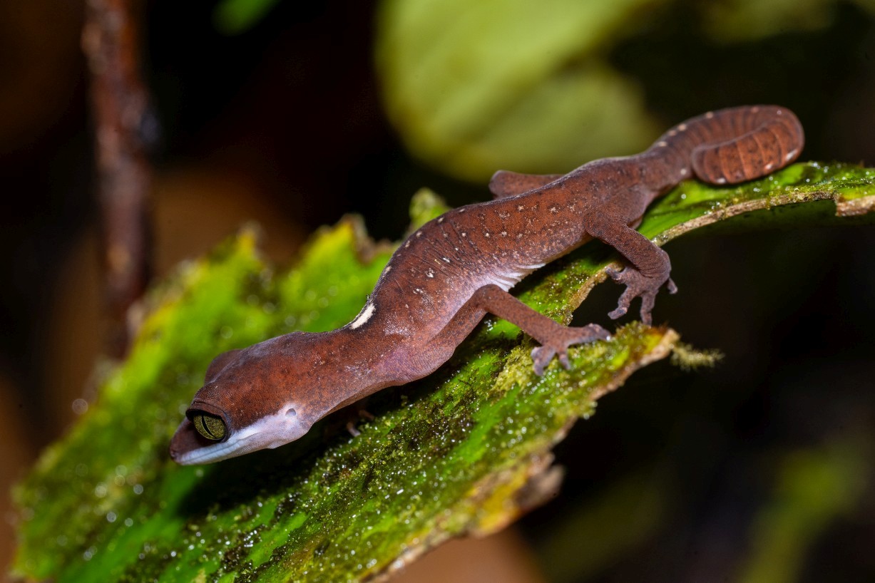 Aeluroscalabotes felinus, Borneo Highlands